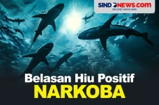 Belasan Ikan Hiu di...