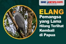 Burung Elang Langka...