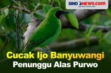 Cucak Ijo Banyuwangi...