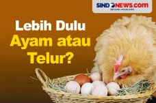 Lebih Dulu Ayam atau...