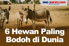 Salah Satunya Keledai,...