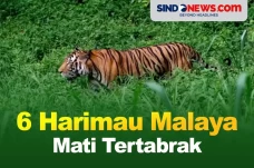 6 Harimau Malaya Mati...