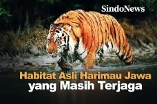 Habitat Asli Harimau...