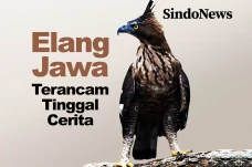 Seperti Harimau, Elang...