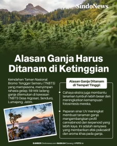 Ini Alasan Mengapa Tanaman...