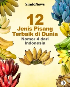 12 Jenis Pisang Terbaik...