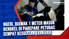 Ngeri, Biawak 1 Meter...