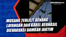 Musang Terlilit Benang...
