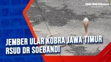 Nekat Tangkap Ular Kobra,...