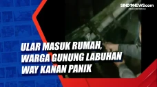 Ular Masuk Rumah, Warga...