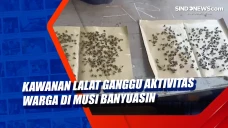Kawanan Lalat Ganggu...