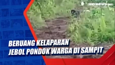 Beruang Kelaparan Jebol...