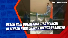Heboh Babi Hutan Tiba-Tiba...