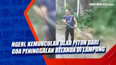 Ngeri, Kemunculan Ular...