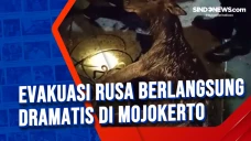 Evakuasi Rusa Berlangsung...