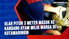 Ular Piton 3 meter masuk...