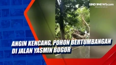 Angin Kencang, Pohon...