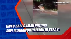Lepas dari Rumah Potong,...