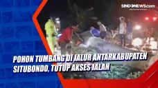 Pohon Tumbang di Jalur...