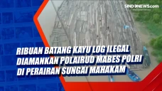 Ribuan Batang Kayu Log...