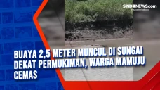 Buaya 2,5 Meter Muncul...