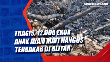 Tragis, 12.000 Ekor...