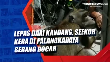 Lepas dari Kandang,...