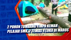 2 Pohon Tumbang Timpa...