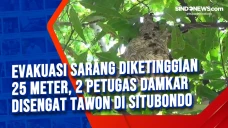 Evakuasi Sarang Diketinggian...