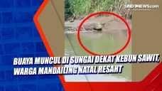 Buaya Muncul di Sungai...