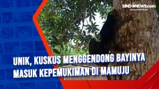Unik, Kuskus Menggendong...