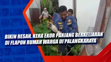 Bikin Resah, Kera Ekor...
