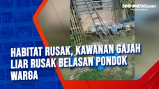Habitat Rusak, Kawanan...