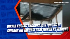 Dikira Kucing Anggora,...