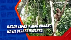BKSDA Lepas 4 Ekor Kukang...