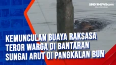 Kemunculan Buaya Raksasa...