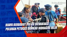 Buaya Berbobot 700 Kg...