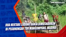 Dua Hektare Ladang Ganja...