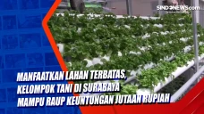 Manfaatkan Lahan Terbatas,...