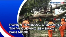 Pohon Tumbang di Jakarta...