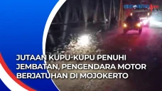 Jutaan Kupu-kupu Penuhi...