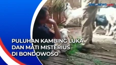 Puluhan Kambing Luka...