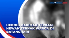 Heboh, Harimau Terkam...
