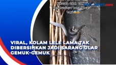 Viral, Kolam Lele Lama...