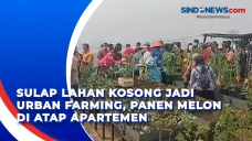 Sulap Lahan Kosong Jadi...