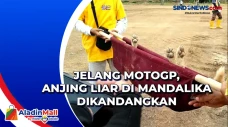 Jelang MotoGP, Anjing...