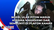 Ngeri, Ular Piton Masuk...