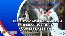 200 Entok Adu Kecantikan...