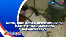 Ngeri, King Kobra Bersembunyi...