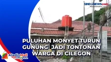 Puluhan Monyet Turun...